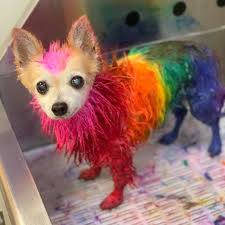 It is also completely vegan friendly and ppd free, so you can use it safe in the knowledge that nothing bad is going in to your hair. Opawz Opawz Semi Permanent Pet Hair Dye Is Formulated Facebook