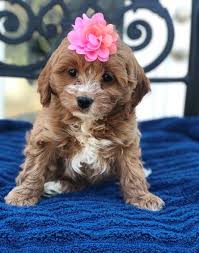Their small size means they don't need a lot of. Cavapoo Puppies For Sale Sterling Va 293157 Petzlover