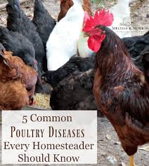 5 Common Poultry Diseases