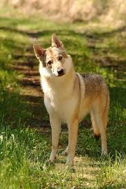 Lupo Cecoslovacco The Best Cane Lupo Razze Di Cani Animali