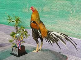 10 Jenis Ayam Bangkok Yang Bagus Untuk Dipelihara No 7 Recomended