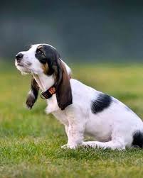 Image result for velký vendéeský hrubosrstý honič