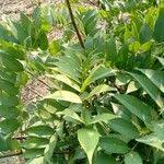 Image result for Millettia eetveldeana