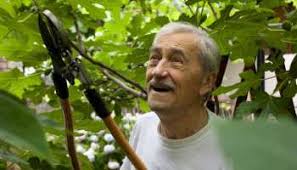 Growing fruit trees in containers