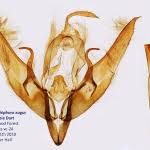 Image result for Graphiphora augur