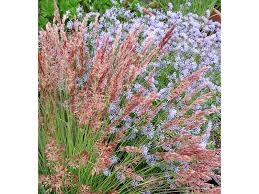 Image result for Melinis nerviglumis