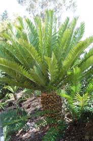 Image result for Encephalartos gratus
