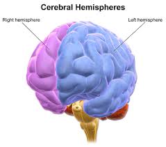 What Is A Hemispheric Dominance Test Study Com
