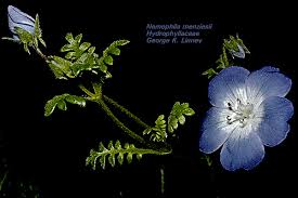 Image result for Hydrophyllaceae