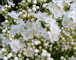 珍珠梅Sorbaria sorbifolia (Linn.) A. Br._植物圖片庫_植物通