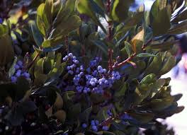 Image result for Myrica pilulifera