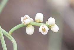 Image result for Cassytha pondoensis