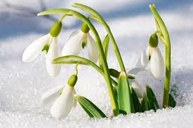 Da es aber leicht verwildert, tritt es nicht nur im siedlungsbereich an gebüschrändern und in zierrasen auf, sondern auch in der sog. Fruhbluher Vorboten Des Fruhlings Arten Blutezeit Pflanzung