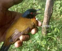 Original bird sounds 1 year ago. Begini Cara Membedakan Kutilang Emas Jantan Dan Beti J B Unggas Ternak