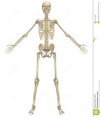 Human Skeleton Anatomy Front View Stock Illustration