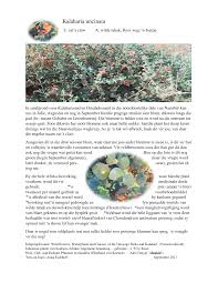 Image result for Kalaharia uncinata