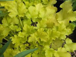 Heuchera Lime Marmalade Presence of pricing data does not indicate evergreen perennial. heuchera lime marmalade
