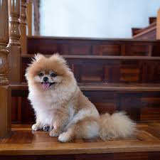 Estas son las razas de perros más populares en américa: Razas De Perros Que No Crecen Y Siempre Son Pequenos