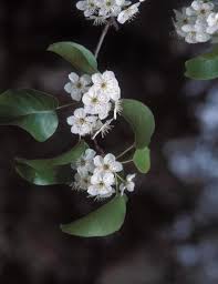 We did not find results for: Using Georgia Native Plants White Blooming Roadside Trees