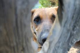 Dog Knot Hole Shepherd - Free photo on Pixabay - Pixabay