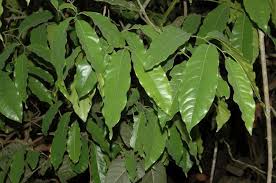 Image result for Uvaria tanzaniae