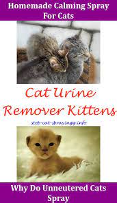 How Long Does A Male Cat Spray Cat Spray Male Cat Spraying Cats
