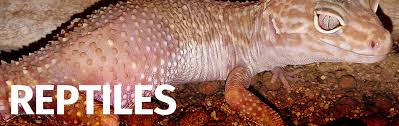 Photos, address, and phone number, opening hours, photos, and user reviews on yandex.maps. Exotic Pets Amphibian Reptile And Invert Uk Exotic Pet Shop