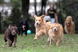 Cachorros socializando