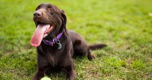 Like all animals adopted from aawl, all cats and dogs are spayed or neutered, vaccinated, microchipped. How Do I Treat My Dog S Seasonal Allergies Popsugar Pets
