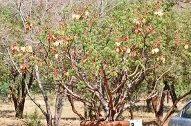 Image result for Erythrophysa