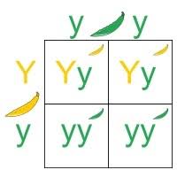 Ways that genes determine phenotype, try solving these punnett square . Punnett Squares Running Brushy 7th Grade Science