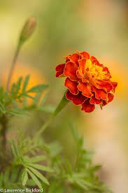 Red Rocket Flowers Photography Flower Garden Plants Family Flowers