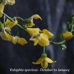 Image result for Eulophia coeloglossa