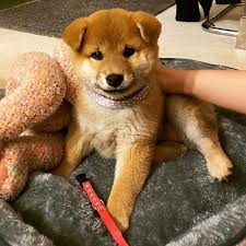 I have beautiful small shiba inu puppies. Shiba Inu Puppies Available Home Facebook