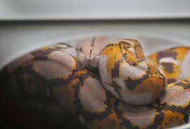 ニシキヘビ飼い主さんのtwitterとインスタがわかりましたが、 現在は鍵付きアカウントになっているようです。 ●ニシキヘビ飼い主twitter： @marvel_rep と @palearis Nzoudionivqrzm