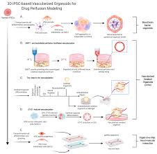 We would like to show you a description here but the site won't allow us. Ijms Free Full Text Human Ipsc Based Modeling Of Central Nerve System Disorders For Drug Discovery Html