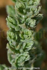 Image result for Cressa cretica