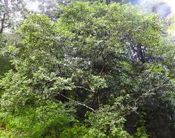 Image result for Ficus exasperata