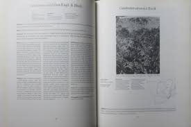 Image result for Combretum coriifolium