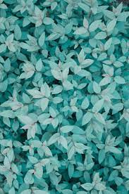 2000pixels x 2000pixels size : 49 Ide Tosca Hijau Mint Hijau Wallpaper Bunga Iphone