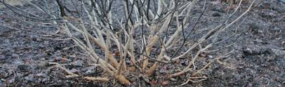 When to prune burning bushes. Rabbit Damage To Burning Bush Melinda Myers