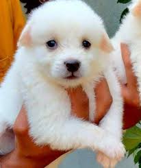In India Small White Dog Price Baby Indian Spitz Dog Samoyed Spitz Dog  Breeds List In