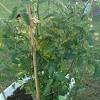 Cherry tomatoes bursting with sugary flavor. 1