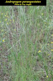Image result for Andropogon lima