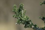 Image result for Boscia foetida