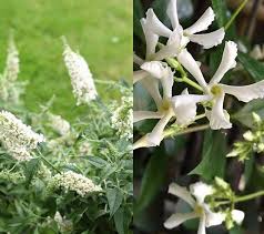 Opt for some spring flowering shrubs for your garden and enjoy the the star magnolia is originally from japan and blooms in early spring showing off the most beautiful white flowers which are also very fragrant. Shrubs For A White Garden Create A White Flower Garden