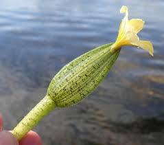 Image result for Ottelia ulvifolia