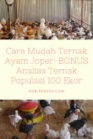 Cara Mudah Ternak Ayam Joper Bonus Analisa Ternak Populasi 100 Ekor Ternak Ayam Beternak Ayam Ayam