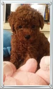 Red poodle puppies for sale near me. Texas Red Poodles Red Poodles Toy Poodle Puppies Red Poodle Puppy