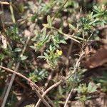 Image result for Stylosanthes fruticosa